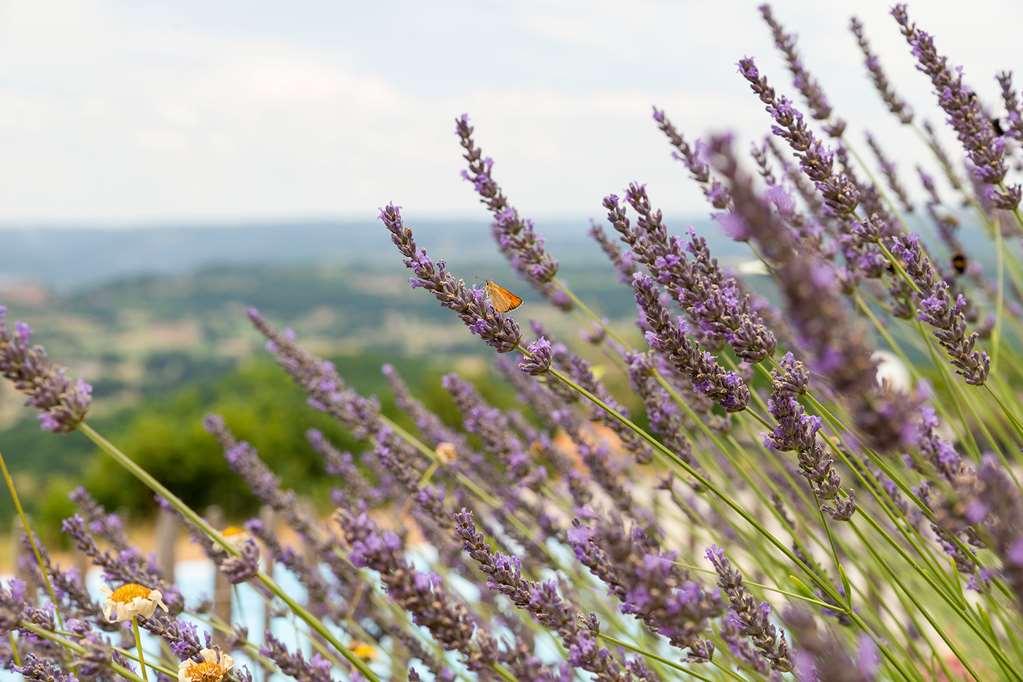 Le Relais De Castelnau Hotel Loubressac ภายนอก รูปภาพ